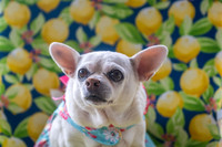 Bella