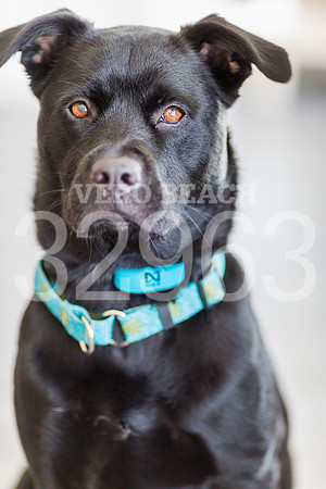050518_BONZO SAMMIE_GR-22