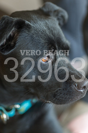 050518_BONZO SAMMIE_GR-39
