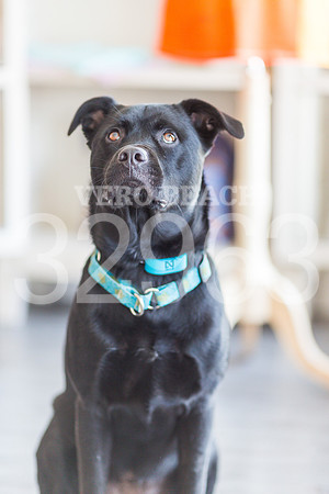 050518_BONZO SAMMIE_GR-34