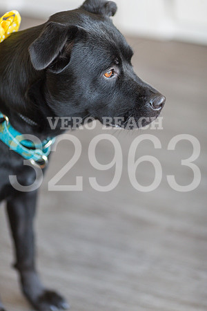 050518_BONZO SAMMIE_GR-37