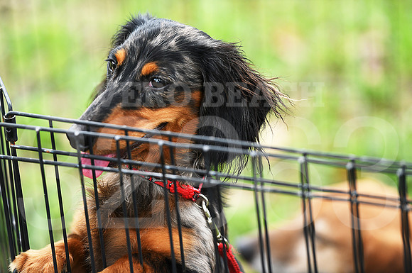 6th annual Running of the Weiners