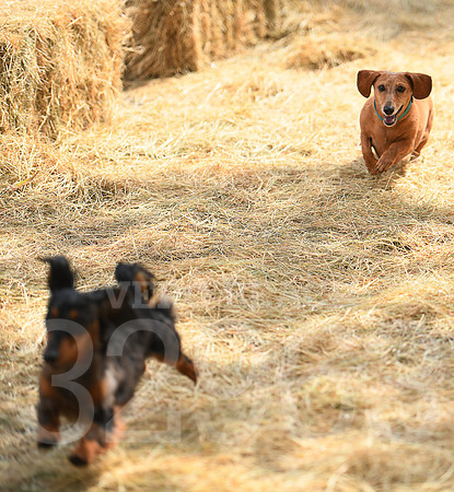 6th annual Running of the Weiners