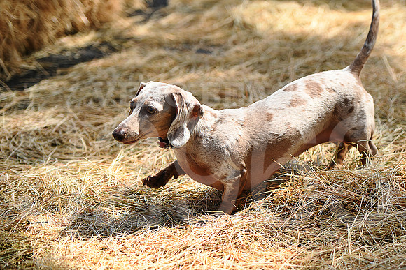 6th annual Running of the Weiners