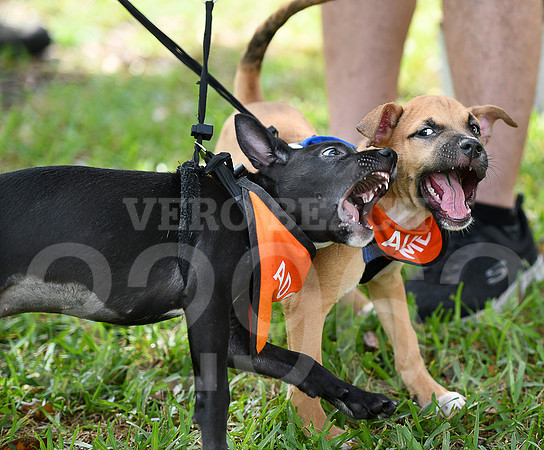 6th annual Running of the Weiners