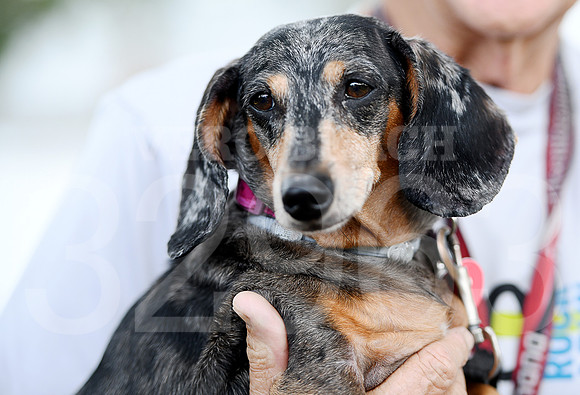 6th annual Running of the Weiners